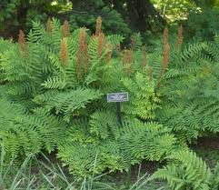 Image result for Osmunda regalis