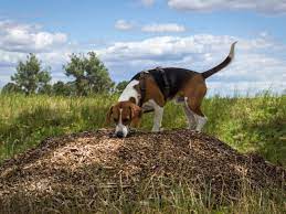 Pet Safe Mulch Information About Mulch Application Issues When You Have Dogs