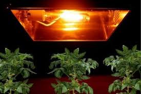 We did not find results for: Where To Buy Grow Lights Buying Guide For Beginners Best