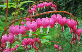 Eight heart emojis defined by having a color other than red. Bleeding Hearts Poisoning In Dogs Symptoms Causes Diagnosis Treatment Recovery Management Cost