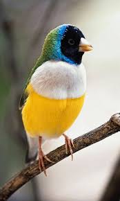 Black And White Bird With Long Yellow Beak Https Encrypted Tbn0 Gstatic Com Images Q Tbn 3aand9gcri4utufqphxcclezcbsbebdifvemlaatvfgq Usqp Cau
