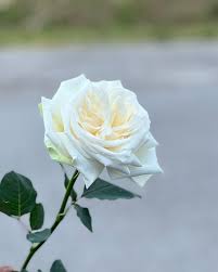 White O'Hara…such a beautiful garden rose with a lovely fragrance  @millersfloristmadison