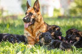seriose schaferhund zuchter finden schaeferhundseite de