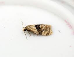 wie man motten im haus los wird kuche kleidung teppich