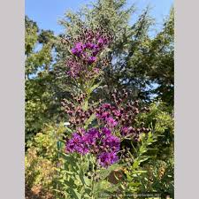 Image result for Vernonia brachycalyx