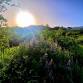 Daylong Mindfulness + Movement Retreat — Ada Yoga