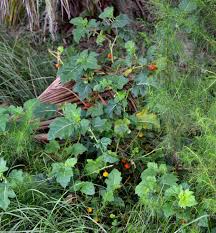 Image result for Solanum capsicoides