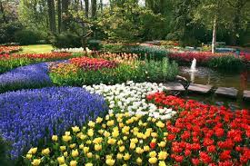 They are fused, so they look like two petals. A Guide To All Types Of Flowers Different Kinds Of Flowers To Know Gardenerdy