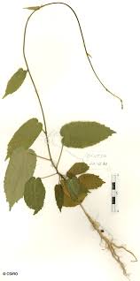 Image result for Tragia shirensis