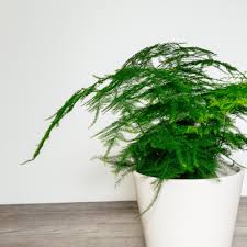 Image result for Asparagus pendulus