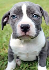 Blue tri razors edge pitbull ( ). Pitbull Bebe Ojos Azules Novocom Top