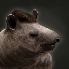 Tapirs are a living fossil; Tapir Age Of Empires Series Wiki Fandom