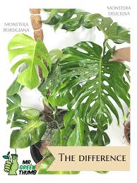 Monstera Tanaman