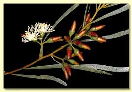 Image result for Glossostelma spathulatum
