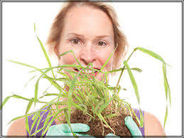 Researcher tries directed evolution to craft better biofuels