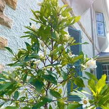 Image result for Rothmannia globosa