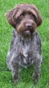 Wirehaired pointing griffon puppies for sale 2020 uk. Korthals Griffon Puppies