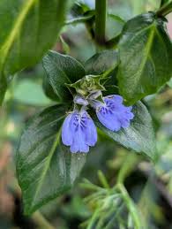 Image result for Rungia