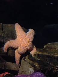 Sad love stories touching stories sweet stories cute stories happy stories heart touching story stupid funny memes funny texts true memes. Thicc Starfish Know Your Meme