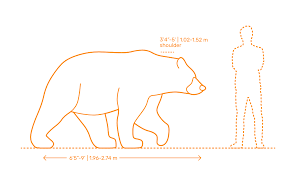 By their second summer, yearling cubs weigh approximately 135 lbs. Kodiak Bear Dimensions Drawings Dimensions Com