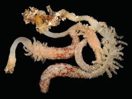 Image result for Equilabium candelabriforme