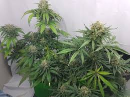 Maybe you would like to learn more about one of these? Optic 1 Xl Cob Led Grow Light 100w 3500k Cob