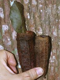 Image result for Cariniana