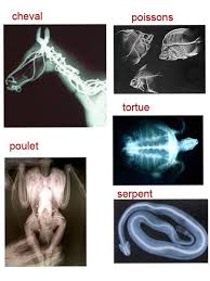 A Quoi On Joue Au Veterinaire 1 Et 2 Et 3 Doudous Patrons Patterns Gabarits Fete A Themes Pour Enfants Veterinaire Theme Classification Des Animaux