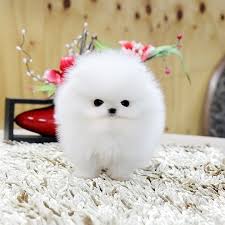 See more ideas about pomeranian puppy, teacup pomeranian, puppies. Sweet Teacup Pomeranian Puppies For Adoption Near Me Home Facebook
