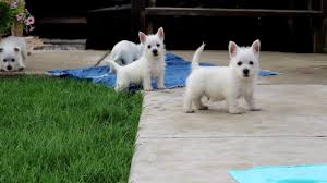 Brandon servania, 22, from united states skn st. Bouncing Brandon West Highland Terrier Puppy For Sale Keystone Puppies
