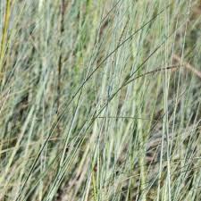 Image result for Sacciolepis africana