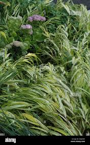 Image result for Bulbostylis macra