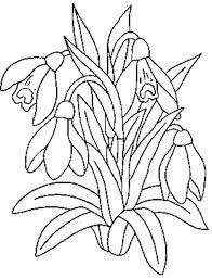 Astfel, daca florile de primavara enumerate mai sus, sunt flori care infloresc chiar in primele luni ale anului, acestea nu au durata de viata a florilor prea lunga (in cele mai bune cazuri 4 saptamani). Planse De Colorat Cu Flori Ghiocei Lacrimioare Flower Drawing Hand Drawn Flowers Embroidery Flowers