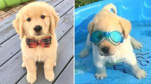 Normally the new golden retriever mother will spend most of her time with the puppies. Funniest Cutest Golden Retriever Puppies 12 Funny Puppy Videos 2020 Youtube
