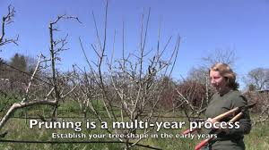 And europe are investigating techniques and machines to speed up the process. Pruning Apple Trees How And When For Both Old And Young Trees Youtube