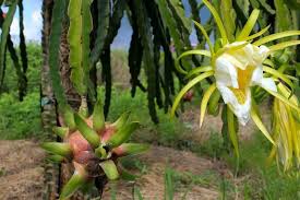 Dragon fruit looks like a soft pineapple with spikes, and can have either pink, red or yellow skin and dragon fruit contains a surprising number of phytonutrients.6 it is also loaded with antioxidants,7 and. Dragon Fruit Seeds Pitaya 10seeds Highly Prized Fruit Cactus Stunning Flowers