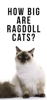How Big Are Ragdoll Cats Your Ragdoll Size Guide Cute