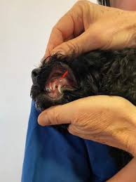 Ein besonderes futter oder andere hilfestellungen brauchen die tiere nicht. Zahn Beim Welpen Operieren Lassen Gesundheit Und Medizin Hund Zahne