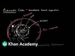 Maybe you would like to learn more about one of these? Organelles In Eukaryotic Cells Video Khan Academy