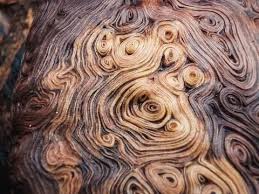 What Is Burl Wood It S Weirder Than You Think Burled Wood Tree Burl Burl