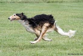 Fast Hound Flying King On Sobresaltowhippet Tumblr Com Dogs Dogsports Sporting Dogs Dogs Working Dogs