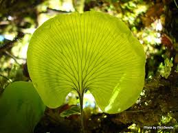 Pin On Vivarium Plants And Supplies