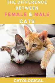 The Differences Between Male And Female Cats How To Tell Cat Genders Cat Facts Cat Training Cats
