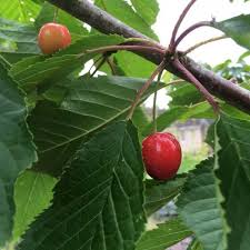 Sakurabon (cherries) are the fruit of the beloved and lovely cherry tree. Cherry Tree Spd Fife