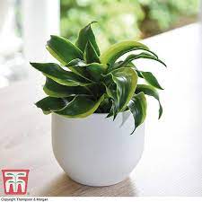 Beautiful, bright and twisted foliage. Dracaena Fragrans Tornado House Plant Thompson Morgan