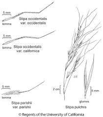 Image result for Dinebra caudata