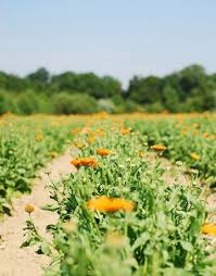 Biodynamic Gardening Tips Biodynamic Gardening Gardening Tips Organic Gardening