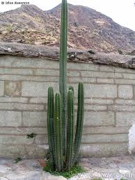 Generally speaking, the peruvian torch is shorter in stature, and its branches are more spread out and parallel, and more arched. San Pedro Cactus Echinopsis Pachanoi Notes From Nowhere