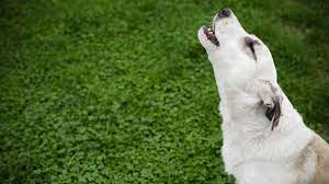Why Dogs Howl At Sirens Pet Health Insurance Tips