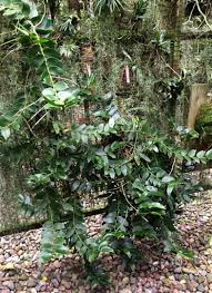 Image result for Diaphananthe lorifolia